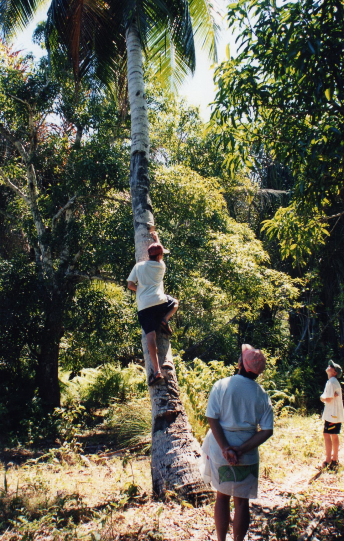 Climbing palm trees