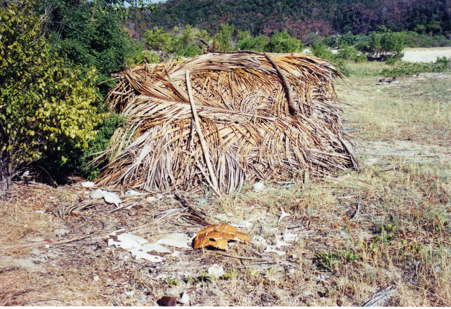 Remains of Turtles