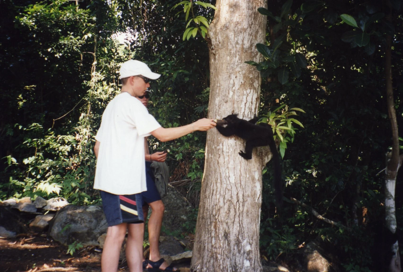 Cute lemur