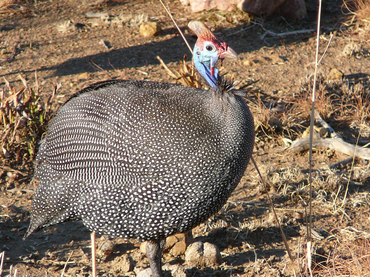 Guinea fowl