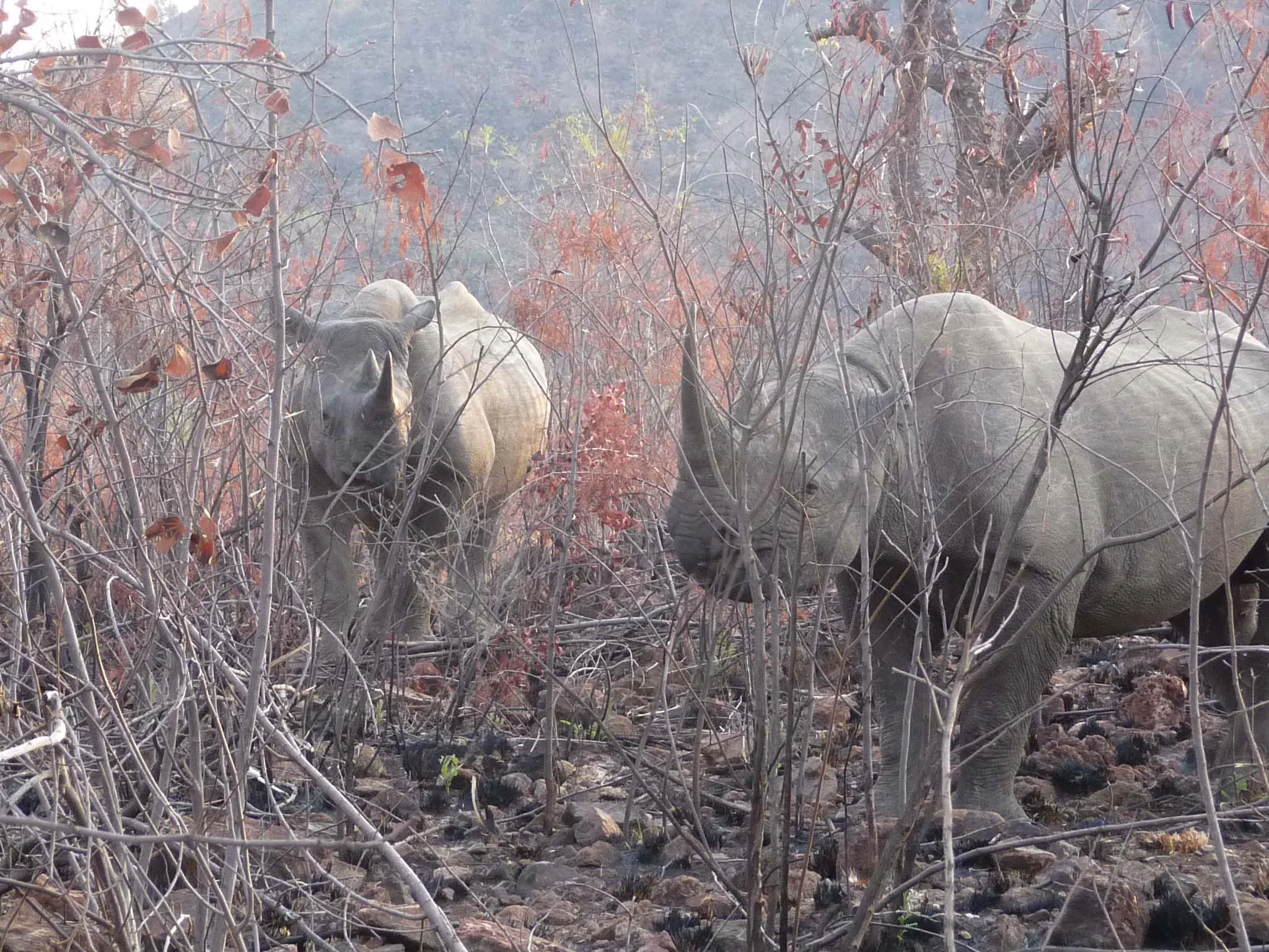 Black rhino