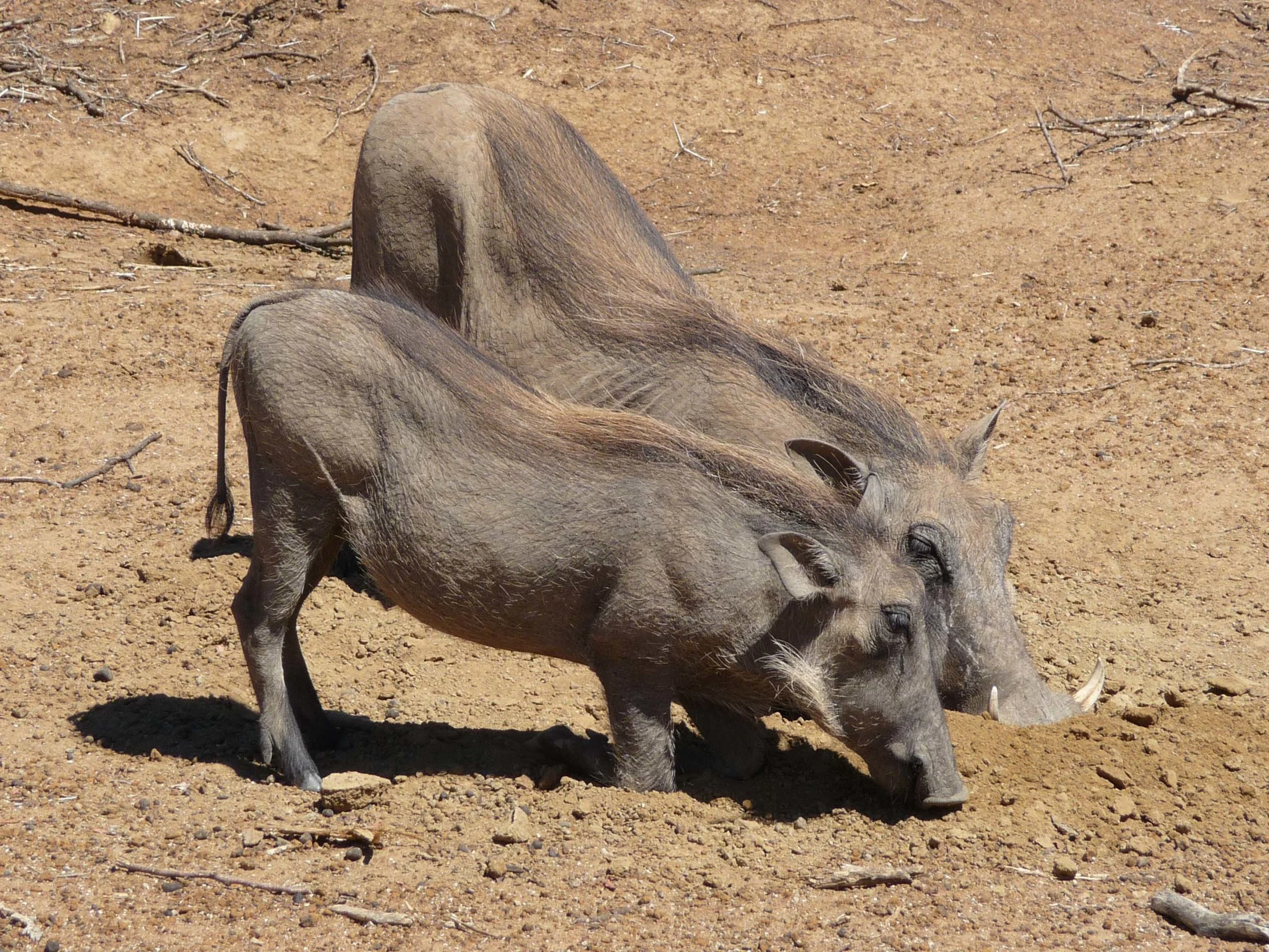 Warthog kneeling