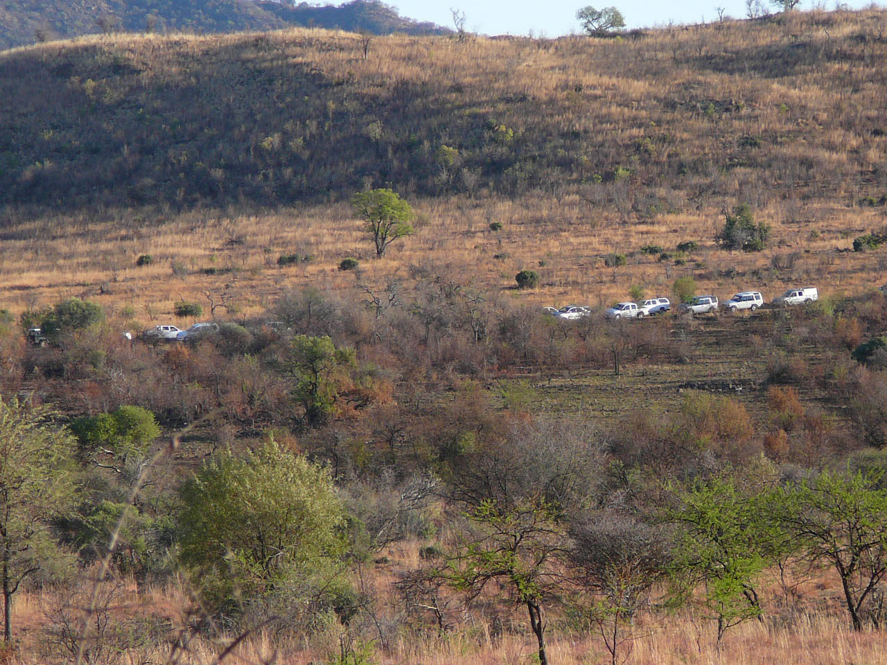 Traffic jam in Pilanesberg watching a lion