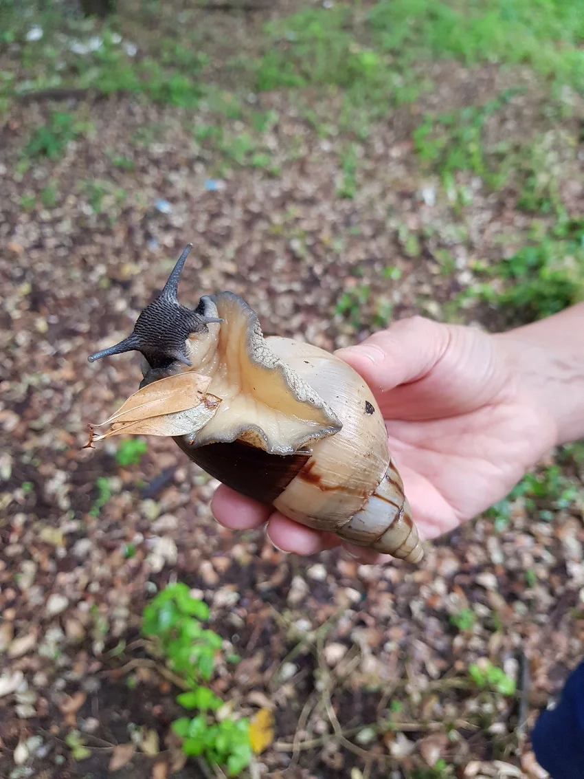 Giant snail