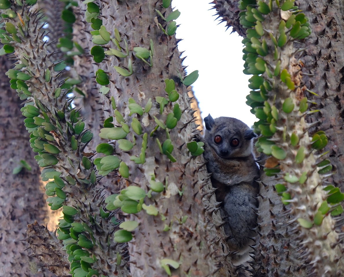 Dwarf lemur Southern Madagascar.jpeg