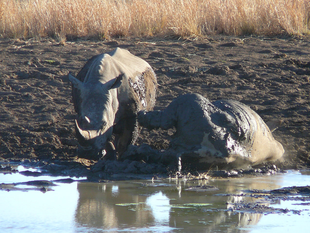 Rhinos.jpg