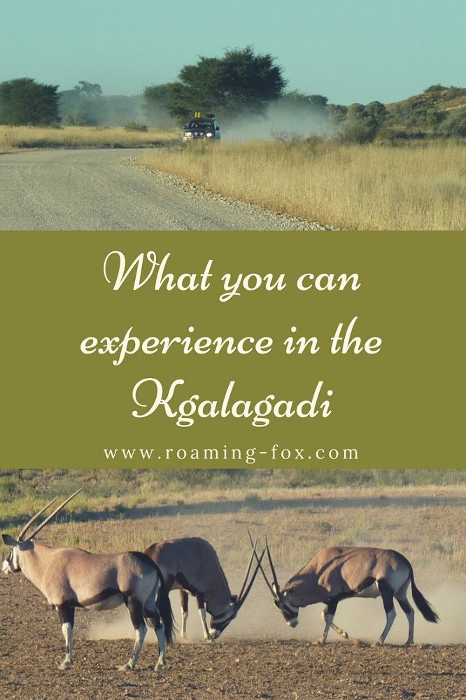 What you can experience in the Kgalagadi Pinterest.jpg