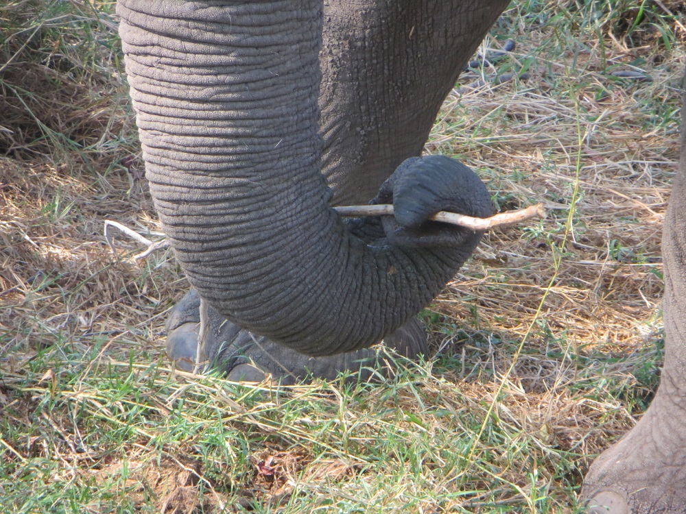 Elephant holding a twig with his trunk
