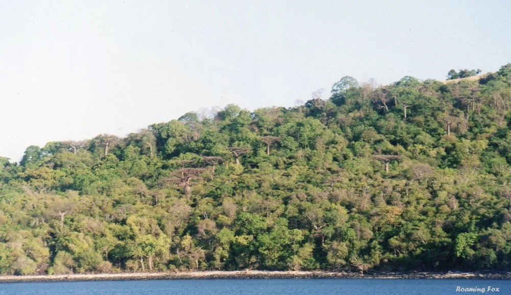 Baobabs in Madagascar