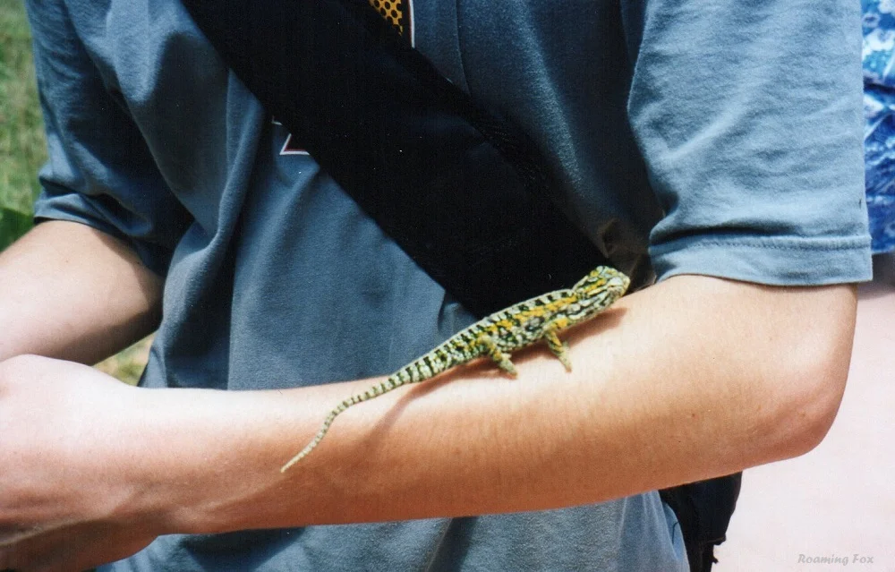 Chameleon Madagascar