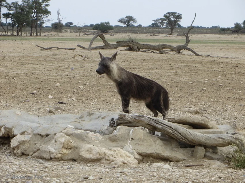 Why it is worth spending time at Polentswa waterhole