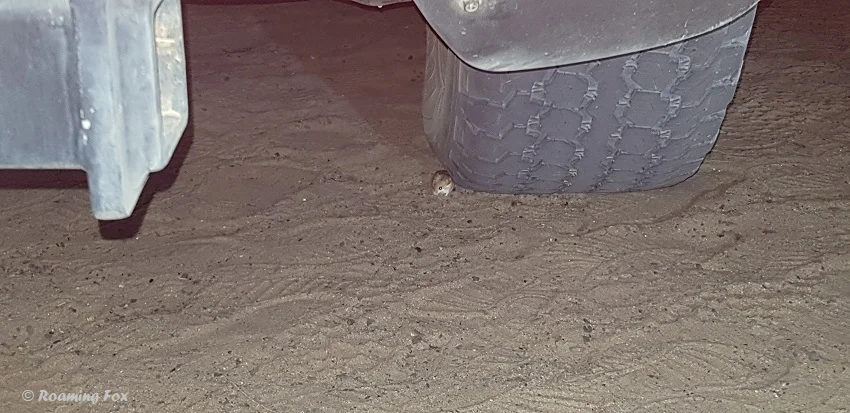 Minute mouse, barely bigger than a grape at Polentswa - such a dear little thing