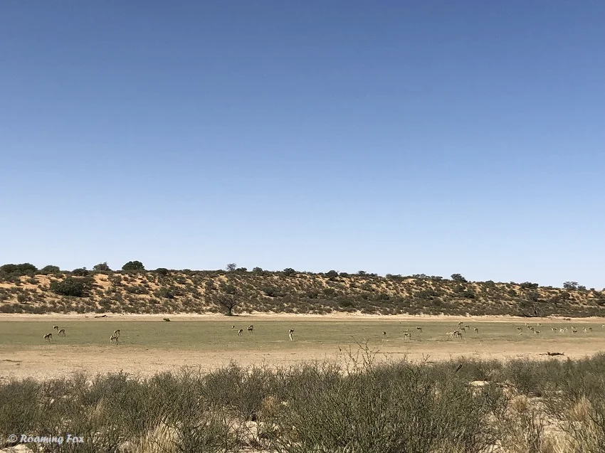 How to be on high alert for predators at Polentswa Kgalagadi — Roaming
