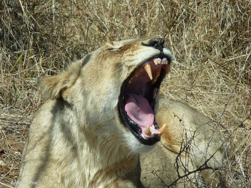 Capturing the quintessential spirit of the Kruger National Park