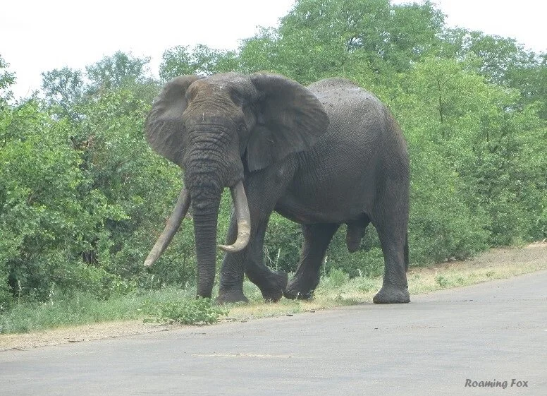 10 Day Safari in Kruger National Park from South to North