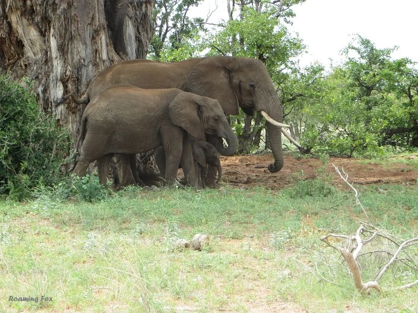 15 Reasons why not to visit Mapungubwe 