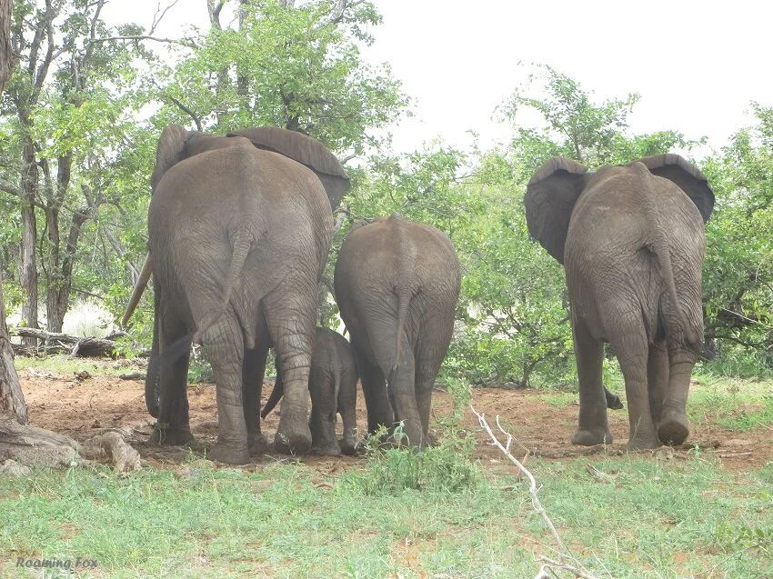 Amazing facts and fables about cute wildlife bums in the world	