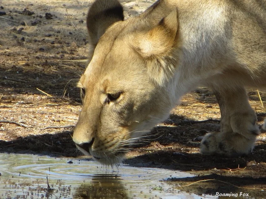 Is Kgalagadi Transfrontier Park worth a visit?