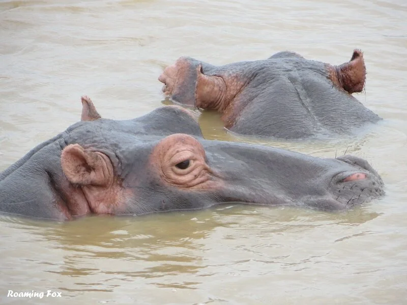 Is St Lucia South Africa worth visiting?