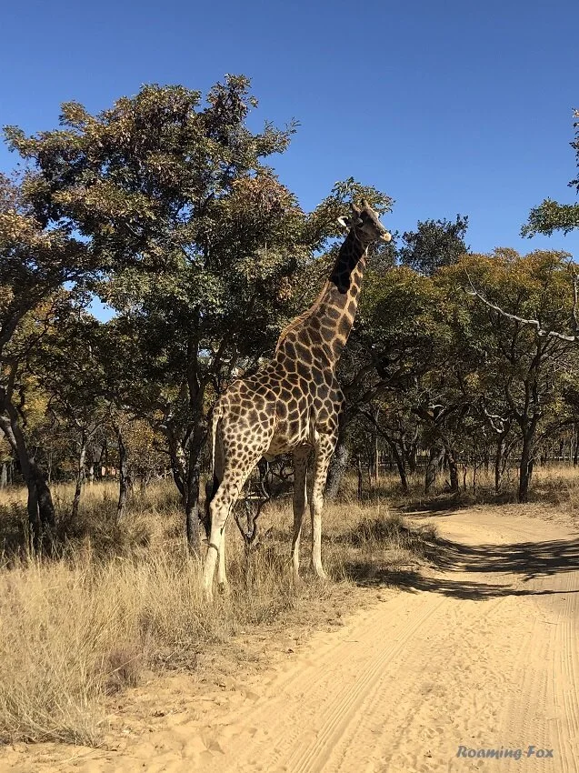 Ultimate house sitting adventures in the Waterberg
