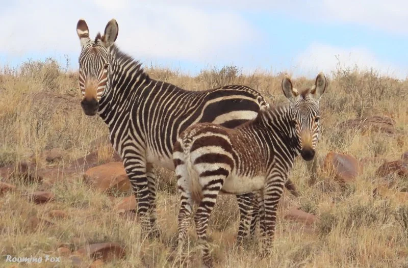 Mountain Zebra National Park Cradock