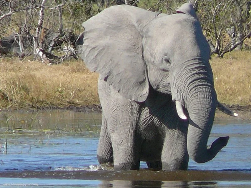 Dangerous Safari Encounters