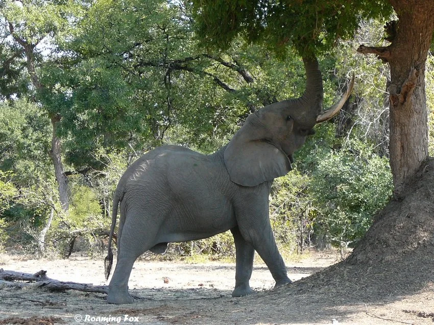 Mana Pools National Park Zimbabwe