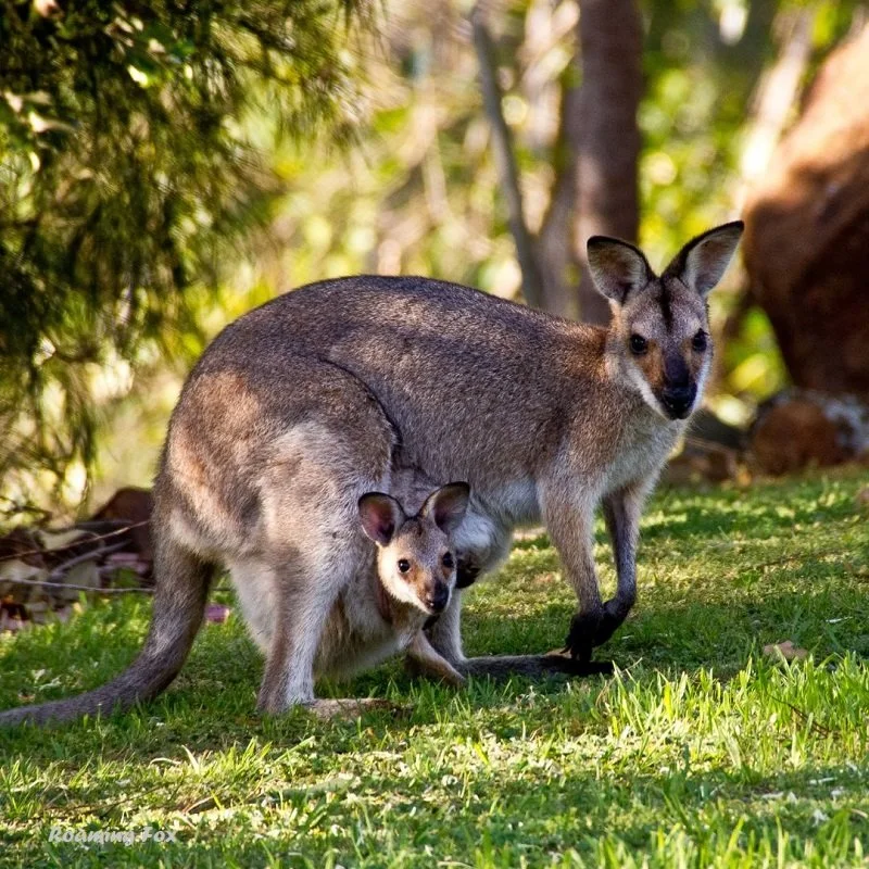 16 Totally Aussie Facts