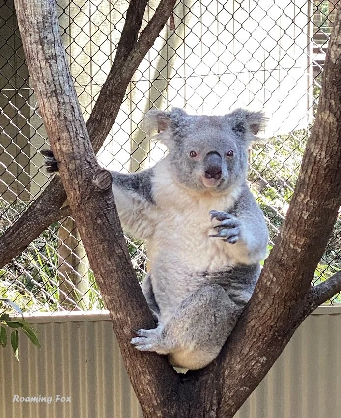 Brisbane Day Trips Daisy Hill Conservation Park