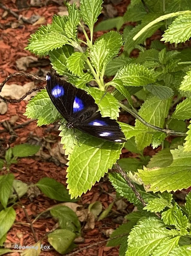 Bribie Island Butterfly House