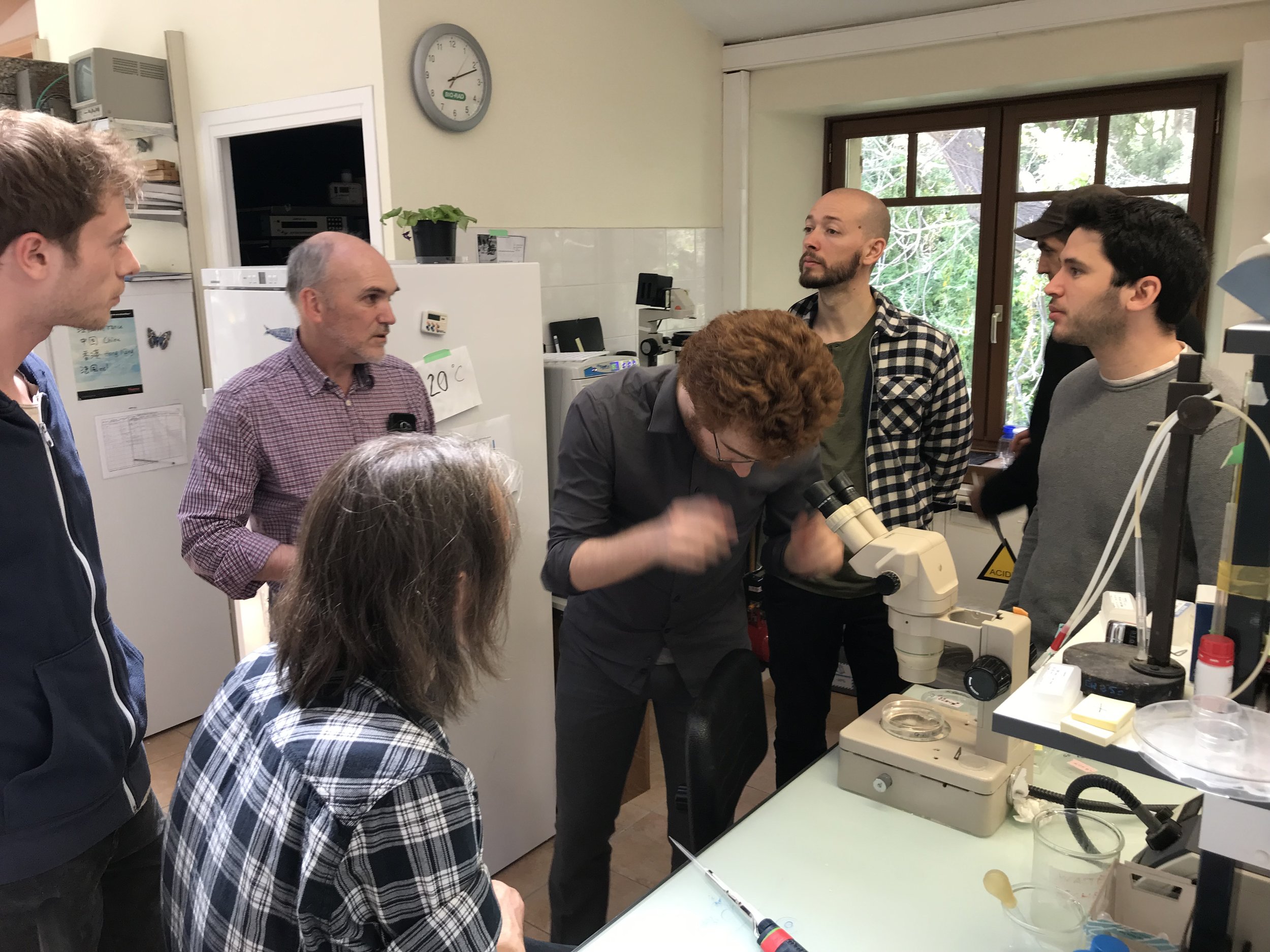 Looking at freshly collected embryos through the stereoscope