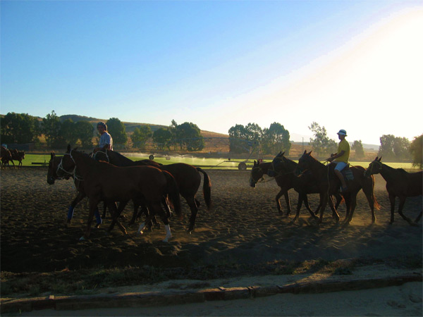tresrosaspoloclub.jpg