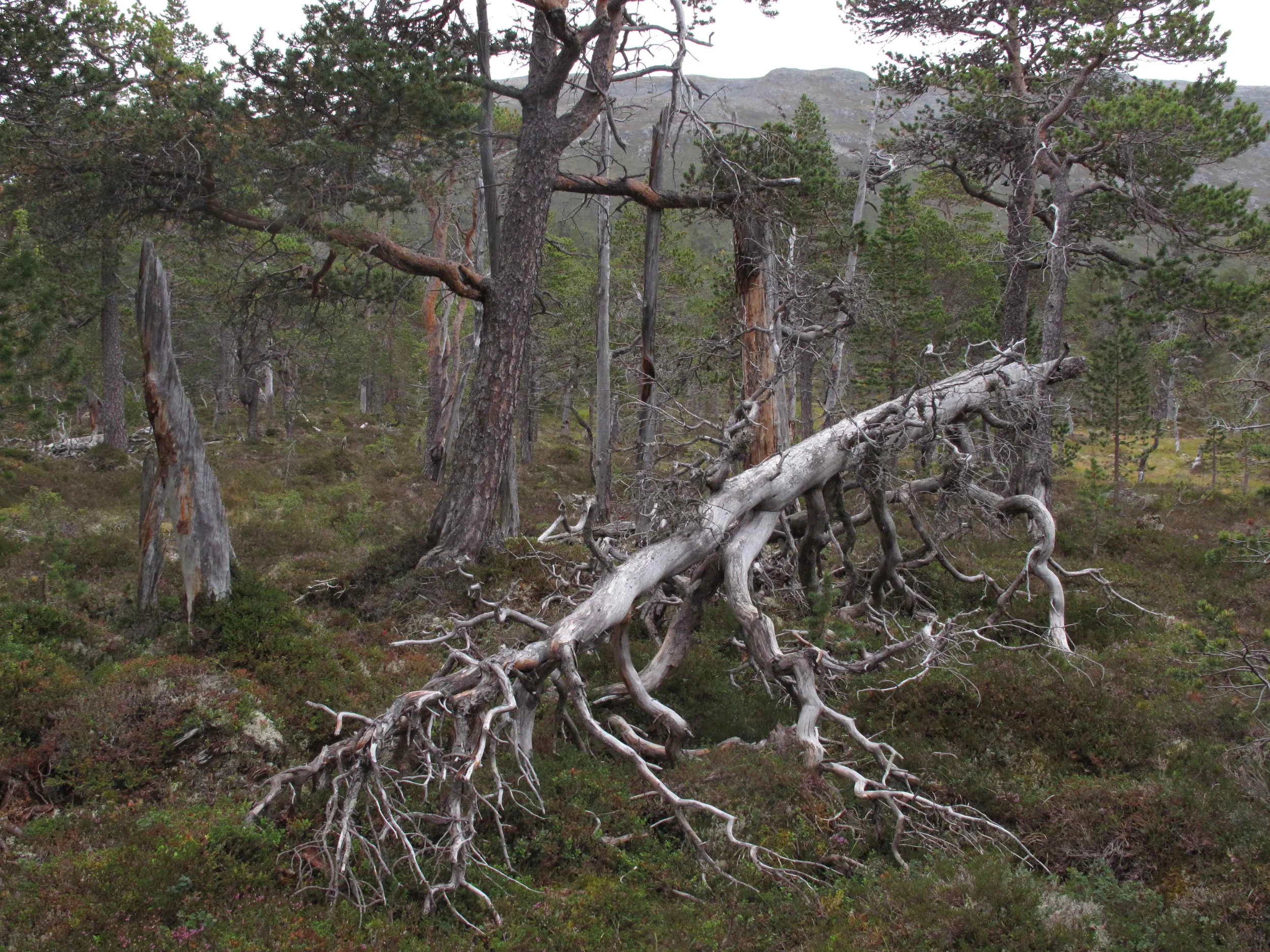 - Ekte urskog -