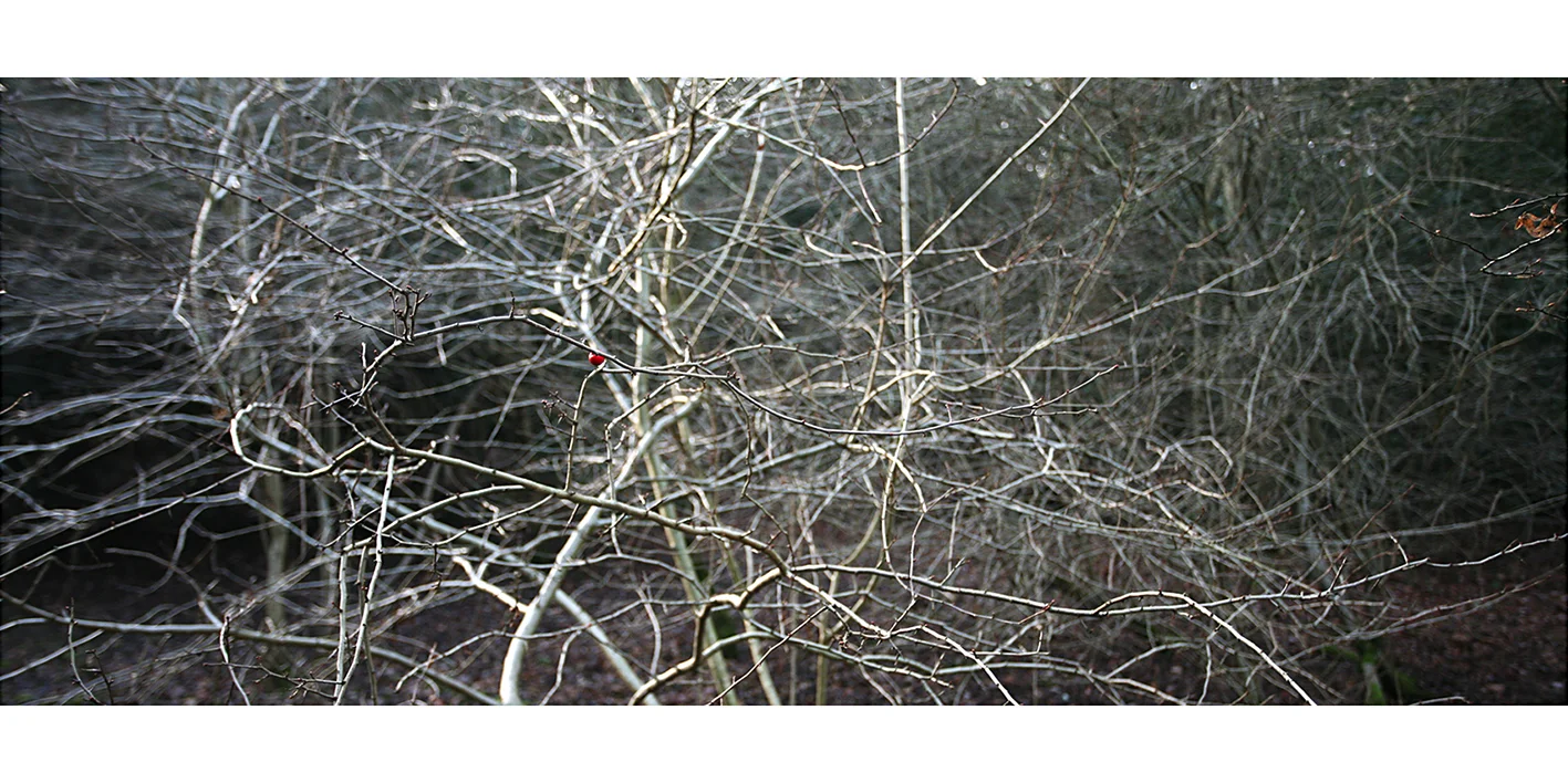 1 - berry hadley print.jpg