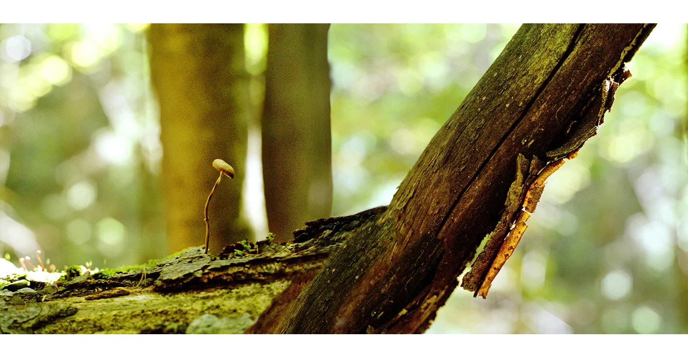 3045-30 slovensky raj mushroom on fallen trunk comp.jpg