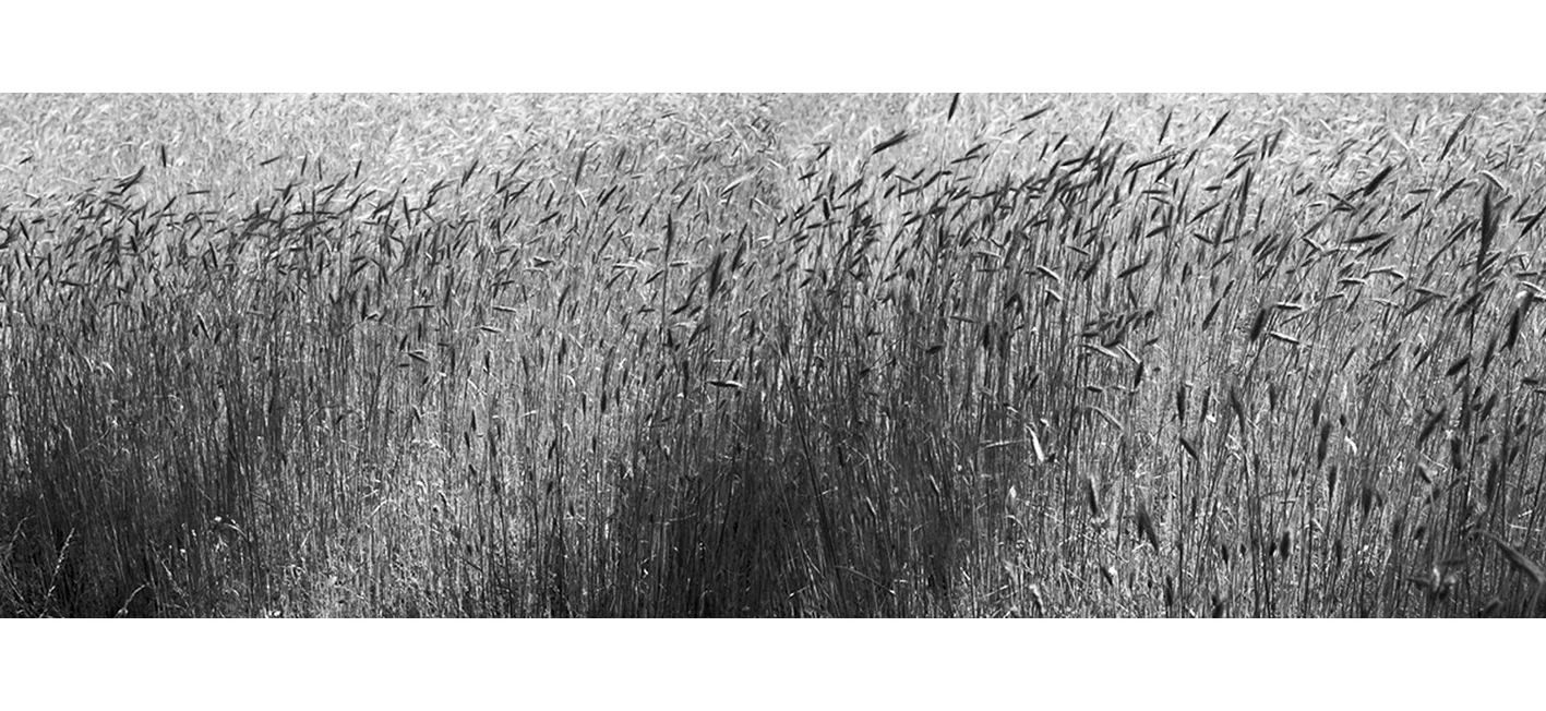 poland grasses bw print.jpg