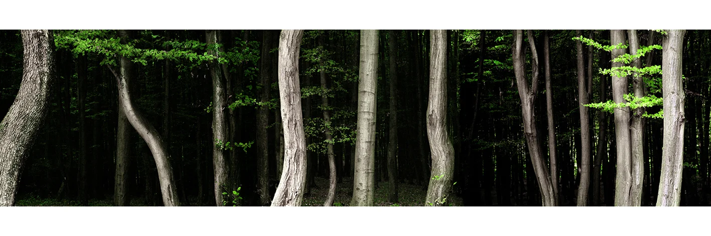 tree trunks Iasi Rom print.jpg