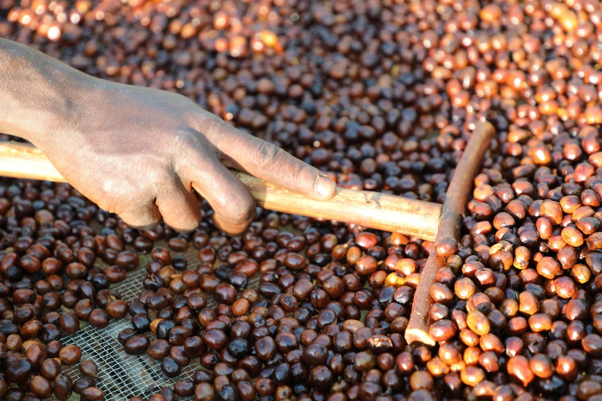 Kaffee_Hannover_Ethiopia.webp