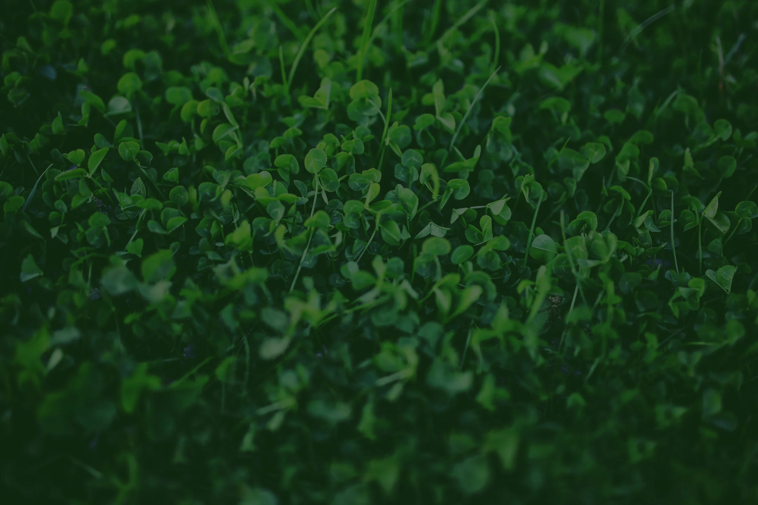 shamrock.jpg