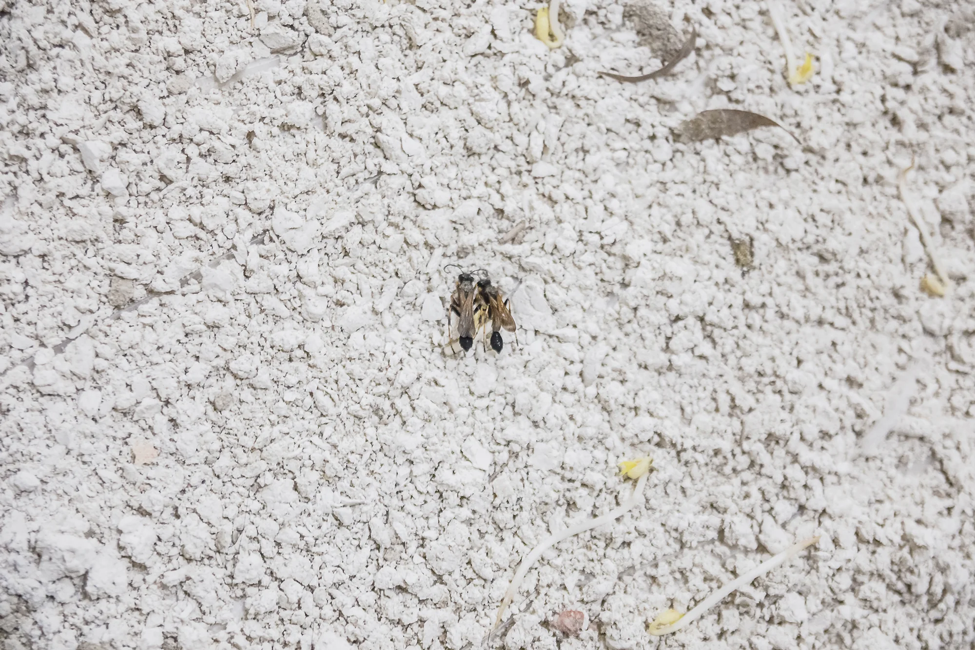 il chiaritoio, mud wasps, travertine dust, sprouts