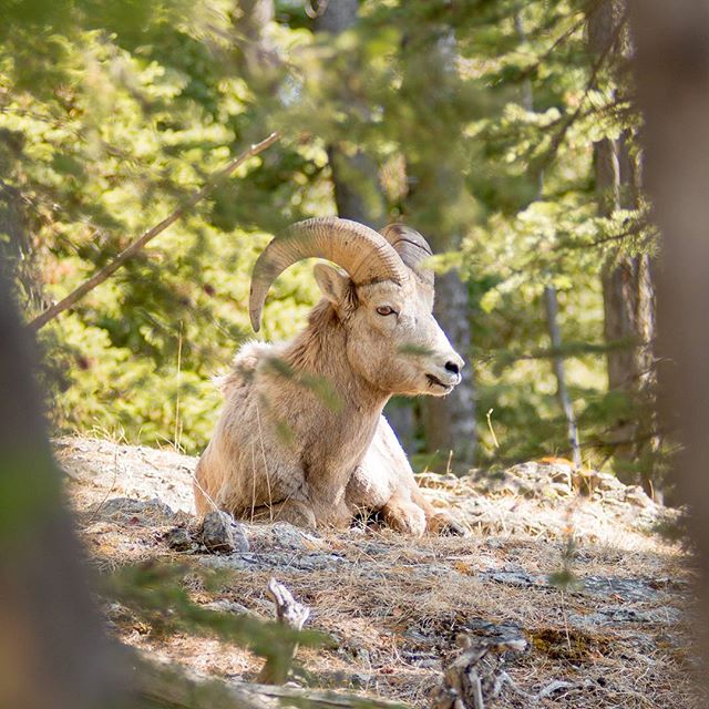 Big horn sheep relaxing #nature #animals #photography #photogr #canada #ikaikaimages