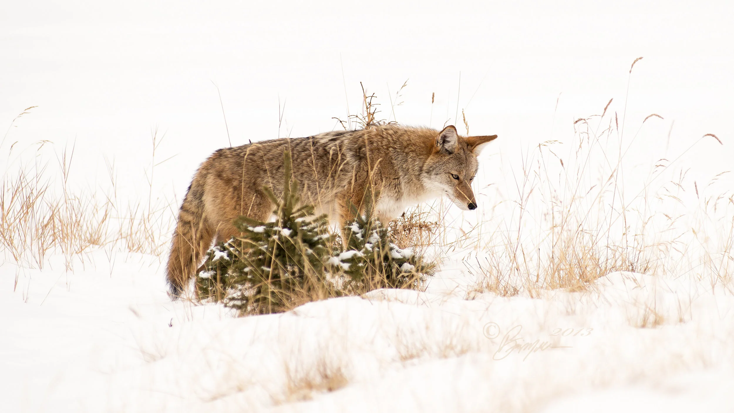 VOO_1792 Coyote-mouse sig 16x9.jpg