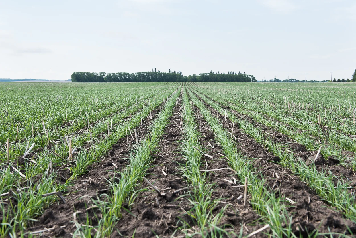 swansfleet zero till-5629.JPG