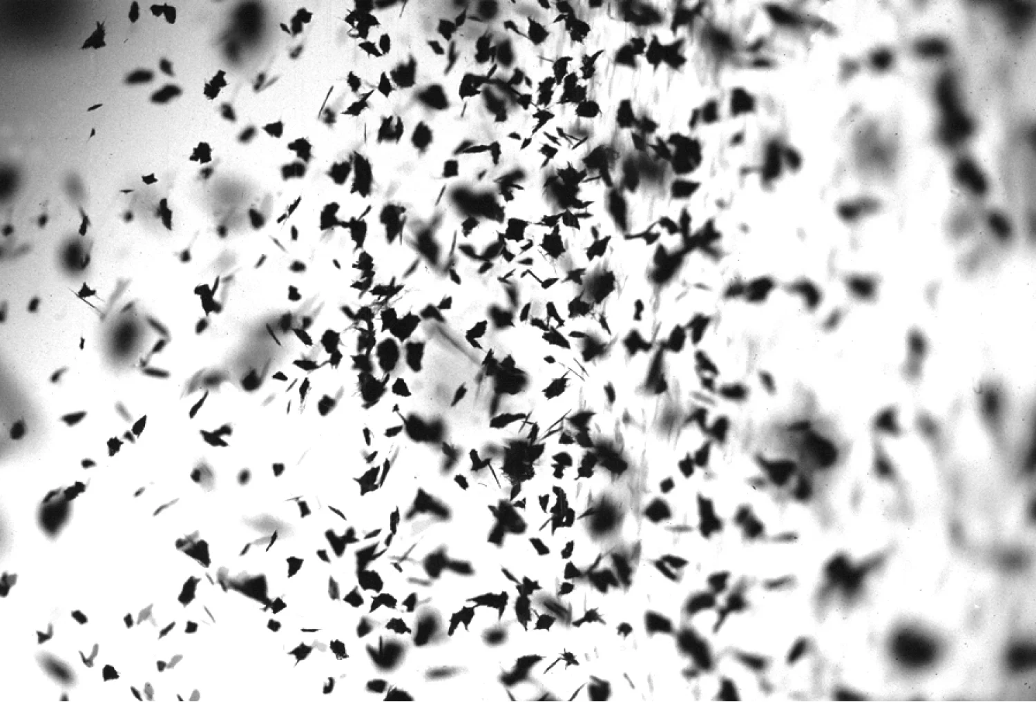  detail Swarm , Installation, tar paper and monofilament, size variable, 2004.