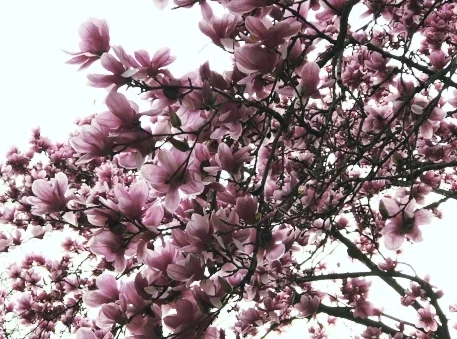 In Nashville, the magnolias are in full bloom at the moment.