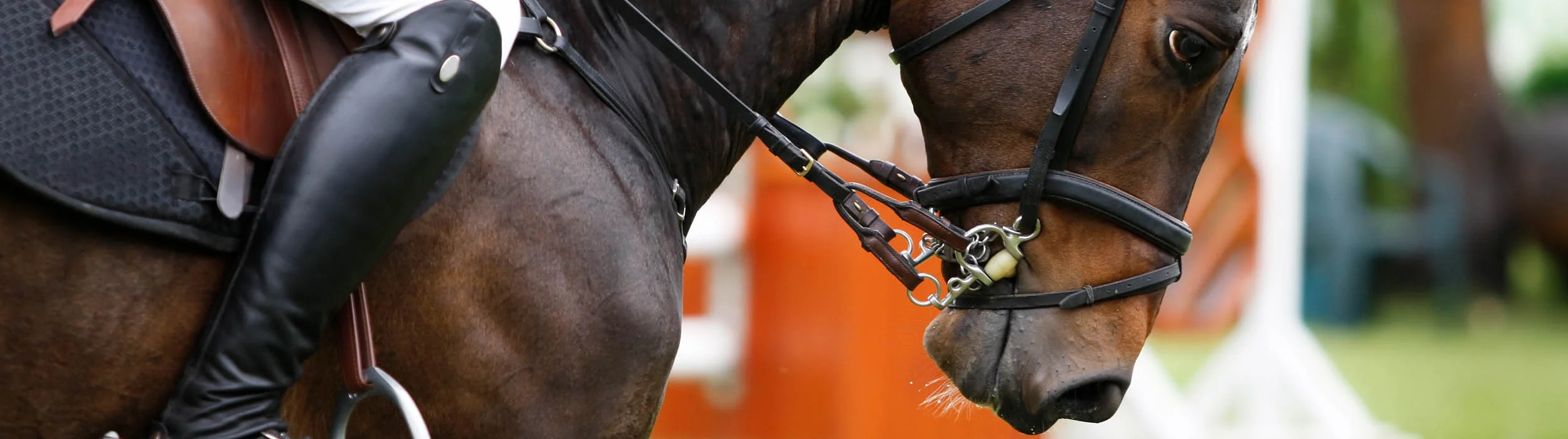 lois-morgan-equine-osteopath-swansea.jpg