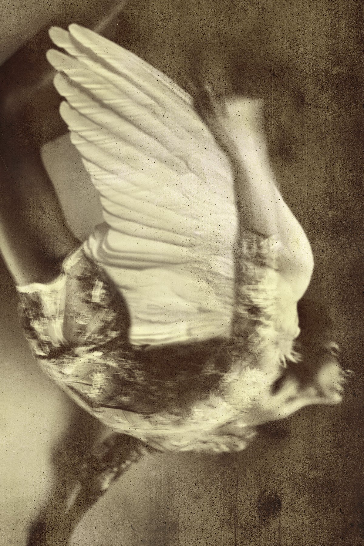 Fallen Angel 25, 2015