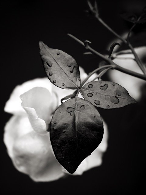 +++++SS01094_2516_FLOWER Medium.jpeg
