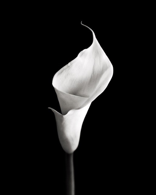 calla09,v2 Medium.jpeg