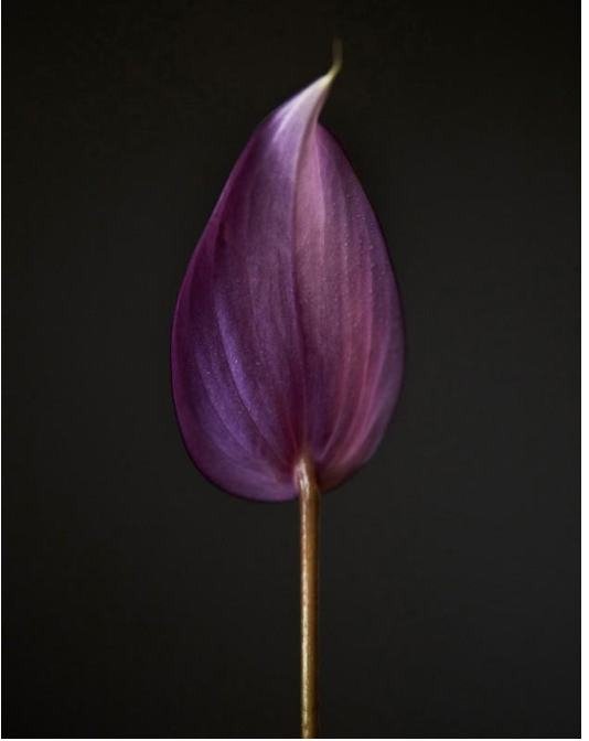 10. Purple.pdf-image-016.jpg